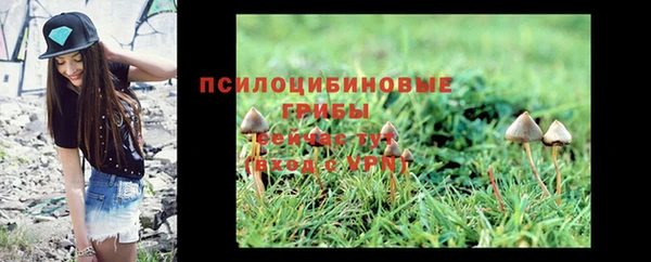 крисы Бородино